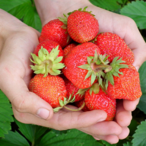 hand full of strawberries