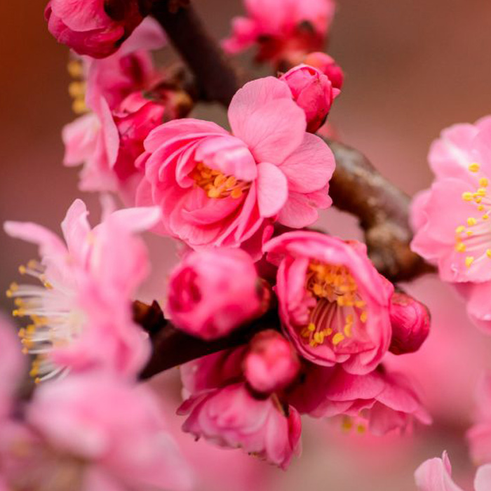 photo of a flowering tree, spring is cleaning, decluttering and organising time.