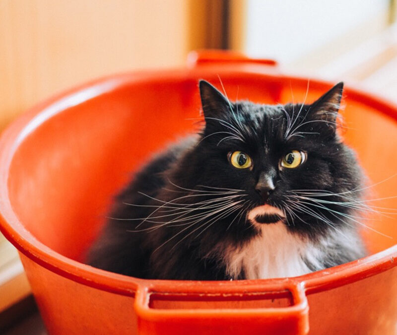 a cat in a tub being "helpful" in the decluttering process