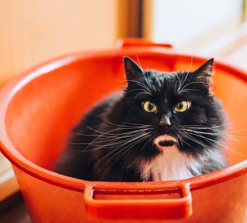 a cat in a tub being "helpful" in the decluttering process